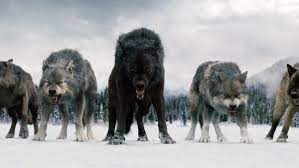 Pin By Michelle Bullock On Wolves Mƴ ɯơʀլɗ Twilight Wolf Twilight Wolf Pack Wolf Dog