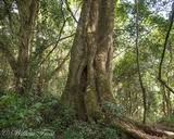 Image result for Drypetes gerrardii