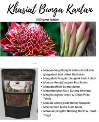 Bunga cantik berwarna biru yang sering dijadikan teh ini dapat dikonsumsi untuk mengusir beberapa penyakit. About Sinaran Agro Farm