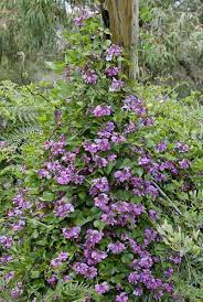 Dipogon Lignosus 071007 7283 Native Plants Plants Garden Plants