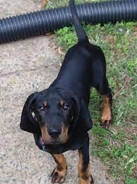 These dogs love company and generally play nice with other dogs but if theyre left alone for too long, neighbors will be serenaded by baying and. Black And Tan Coonhound Dog Breed Information And Pictures