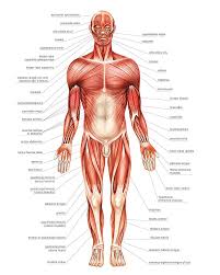 General View Of Muscular System Photograph By Asklepios Medical Atlas