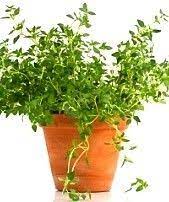 How To Grow Thyme Indoors And Outdoors From Seed Thyme Plant Growing Thyme Thyme Herb
