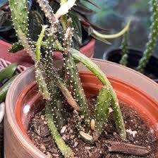 Image result for Opuntia monacantha