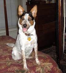 A blue heeler is an energetic working dog that loves their family. List Of Australian Cattle Dog Mix Breed Dogs