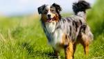 Miniature American Shepherd Dog Breed Information
