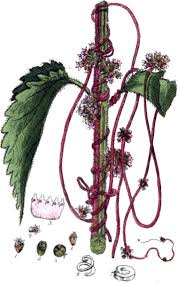 Image result for Cuscuta hyalina
