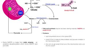 It has a role as an effector, a coenzyme, an acetyl coa participates in the biosynthesis of fatty acids and sterols, in the oxidation. Lipid Biosynthesis Fatty Acid Biosynthesis 1 Generate Cytosolic Acetyl Coa Youtube