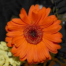 Image result for Gerbera viridifolia