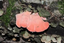 Image result for Merulius incarnatus