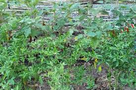 Community Gardens Can Help Feed People Post Pandemic Philstar Com