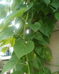 Image result for Tinospora orophila