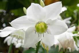 It is a natural hybrid between e. File Eucharis Grandiflora 03 Jpg Wikimedia Commons