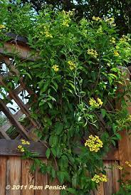 Northwestern mexico to as far south as brazil. Bees Love Butterfly Vine Digging