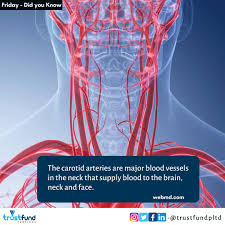 It branches from the subclavian artery, where it arises from the posterosuperior portion of the subclavian artery. Facebook