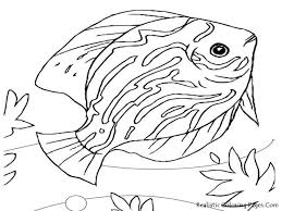 We did not find results for: Exclusive Photo Of Sea Creatures Coloring Pages Albanysinsanity Com Animal Coloring Pages Ocean Coloring Pages Animal Coloring Books