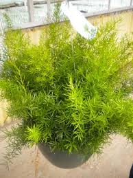 Image result for A. densiflorus Sprengeri