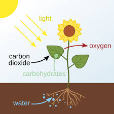 Differences in these two types of cells arise because of functional differences. Photosynthesis Wikipedia