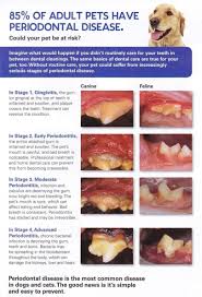 Treatment options for cat gum disease. Pin On Vet School Stuff