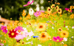 Flores En Ingles Como Aprender Ingles Bien