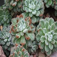 Jan 26, 2021 · echeveria runyonii 'topsy turvy'/ echeveria 'silver spoons' this succulent has long leaves that form a rosette shape. Echeveria Benefits