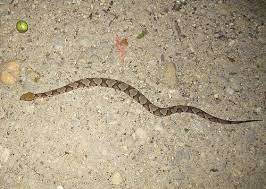 Juvenile Copperhead Snake Polyorchard Baby Copperhead Tegucigalpan Snake Venom Snake Rain And Thunder