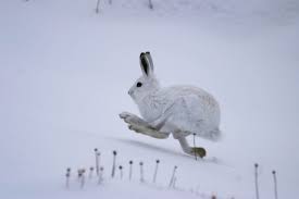 Select from 35870 printable crafts of cartoons, nature, animals, bible and many more. Transcriptomic Regulation Of Seasonal Coat Color Change In Hares Ferreira 2020 Ecology And Evolution Wiley Online Library