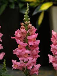 Pin On Flowers