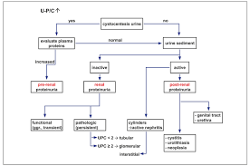 Image result for Renal Function