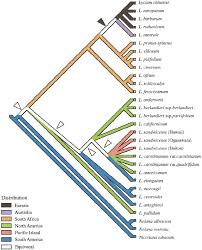 Image result for Lycium schizocalyx