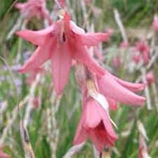 Image result for Dierama formosum × plowesii