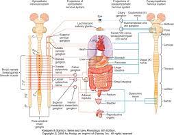 The Autonomic Nervous System And Its Central Control Berne And Levy Physiology 6th Ed