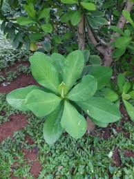 Image result for Synadenium grantii