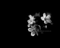 Multiple sizes available for all screen sizes. Black Flowers Wallpapers Wallpaper Cave