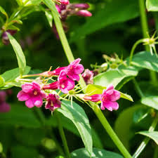 Image result for Jasminum beesianum