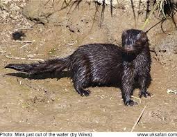 Image result for escaped mink uk
