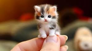Image result for adorable cat