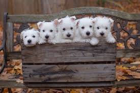 West Highland Terriers The Dogs That Are Clever Funny And Inquisitive With An Irresistibly Smiley Demeanour And A Skip In Their Step Country Life
