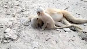 Labour lasts for 1 to 3 hours. Grieving Baby Monkey Tries To Wake Dead Mum Up After She S Electrocuted World News