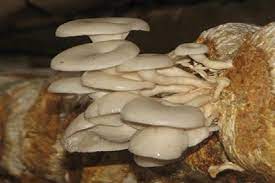 Jam tangan analog anak jam tangan digital anak smart watch anak. Jamur Dan Pisang Sumber Alternatif Pangan Bergizi Satu Harapan