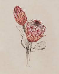 Kelly Thompson S Portfolio Mid Level Creative Studio The Loop In 2020 Protea Art Botanical Drawings Botanical Illustration