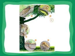 Find cicada life cycle information and facts, as well as how to identify them. Cicada Life Cycle Free Games Online For Kids In Pre K By Gretchen Bennett