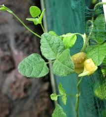 Image result for Vigna oblongifolia