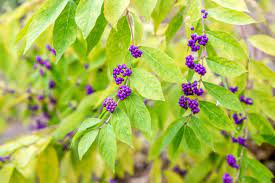 Check spelling or type a new query. Beautyberry Shrub Plant Care Growing Guide