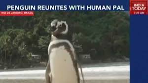 João pereira de souza, a retired bricklayer, has shared his homestead and sardine supply for four years with the seabird. Rescued Penguin Swims 8000 Km Every Year To Meet His Saviour Youtube