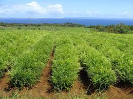 This video contains production technology of ginger cultivation, the process from plantation to. Ginger Cultivation In Hawaii