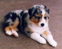 Lilly Australian Shepherd Puppies Cute Animals Shepherd Puppies