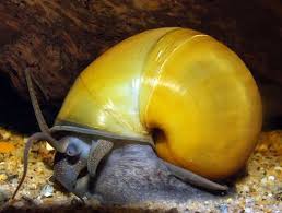 Apple Snail Eggs Plecoplanet Forums Apple Snail Snail Fish Tank