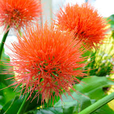 Image result for Scadoxus multiflorus