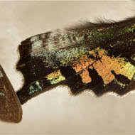 Maybe you would like to learn more about one of these? Xerces Blue Extinction
